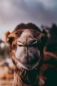 Close-up of a horse against the sky