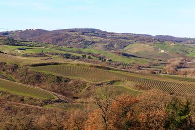 Scenic view of agricultural field against sky