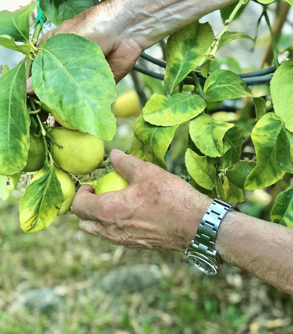 HAND HOLDING LEAF