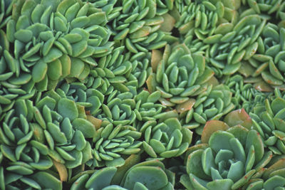 Full frame shot of succulent plant