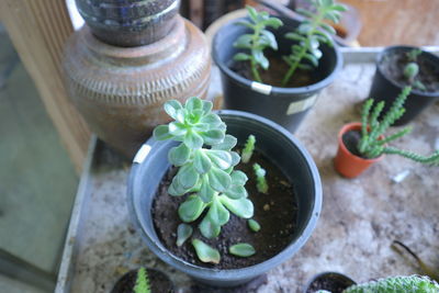 High angle view of potted plants