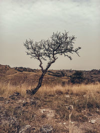 Bare tree on field against sky