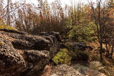 Plants growing on rocks in forest