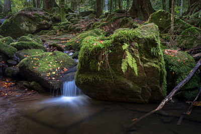 Scenic view of waterfall in forest