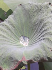 Close-up of water lily