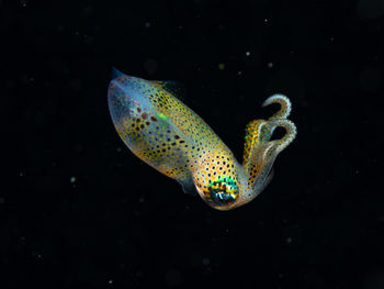 Sepioteuthis sepioidea, a juvenile caribbean reef squid