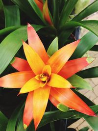 High angle view of yellow flowering plant