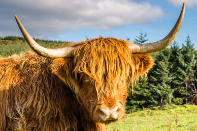 Close-up of cow standing on field against sky