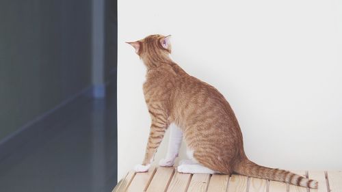 Rear view of a cat against wall