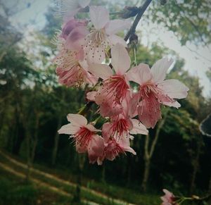 Close-up of pink flower tree