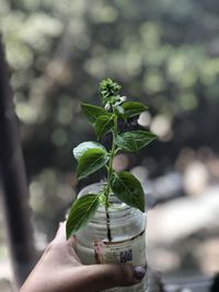 Midsection of person holding plant