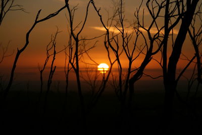 Silhouette of trees at sunset