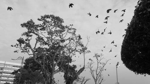 Low angle view of birds flying against sky