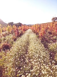 Low angle view of flowers against clear sky