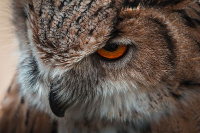 Close-up of a cat