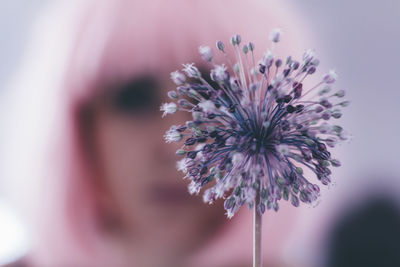 Close-up of pink flowering plant