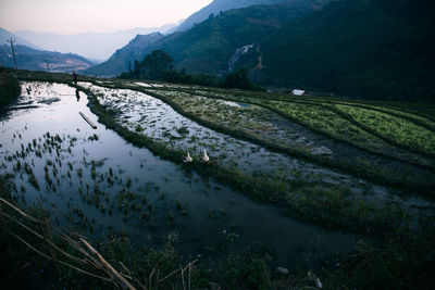 Scenic view of rice paddy by mountains against sky