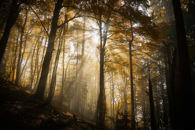 Sunlight streaming through trees in forest