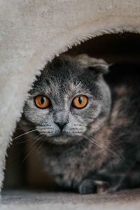 Close-up portrait of cat