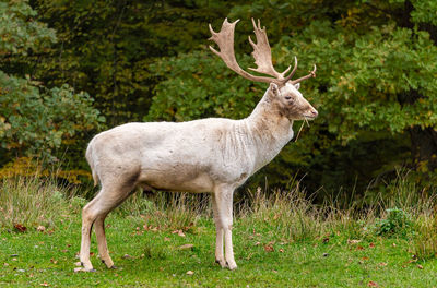 Deer standing in a field