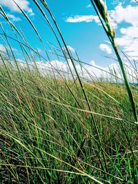 Low angle view of grass on field against sky