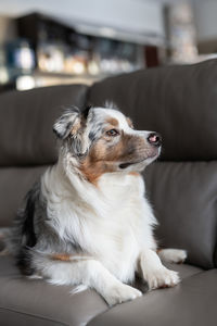 A blue merle australian shepherd is lying on a gray leather sofa. fluffy dog in the apartment. 