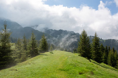 Scenic view of pine trees against sky