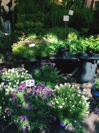 Potted plants at store