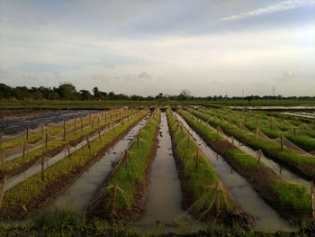 Scenic view of agricultural field against sky