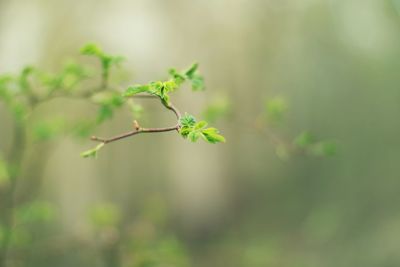 Close-up of plant