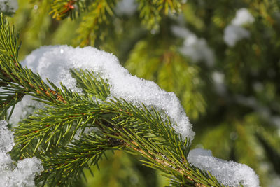 Close-up of snow on pine tree during winter