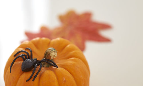 Close-up of spider toy on pumpkin against white background