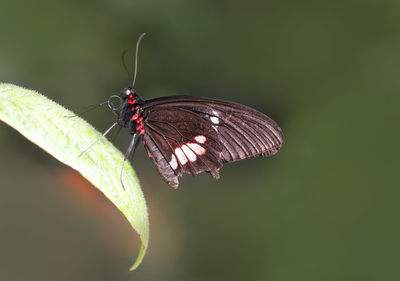 Butterfly perching on plant