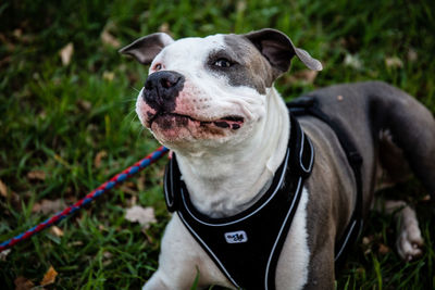 Portrait of dog on field