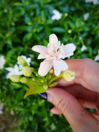 Close-up of hand holding flowering plant