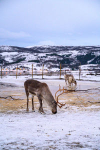 Sami village in tromso with reindeers