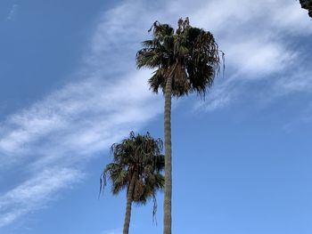 Low angle view of coconut palm tree against sky