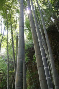 Trees in forest