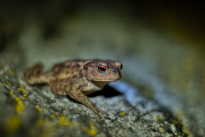 Close-up of frog