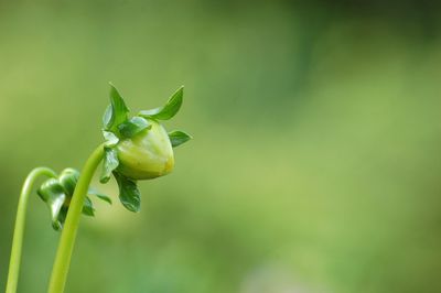 Close-up of flowering plant