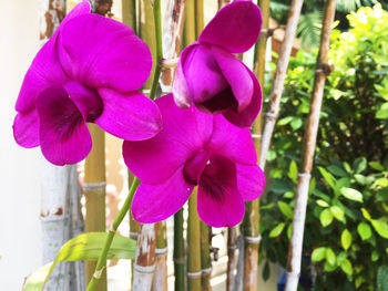 Close-up of pink orchids blooming outdoors