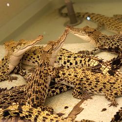 Close-up of snake