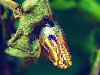 Close-up of butterfly on leaf