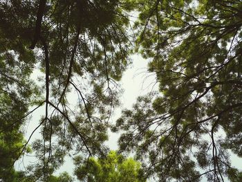 Low angle view of trees against sky