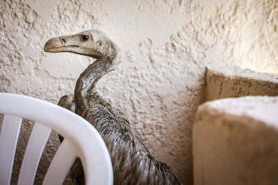 Close-up of vulture bird against wall