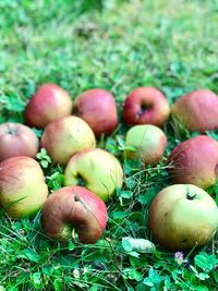 Close-up of fruits on field