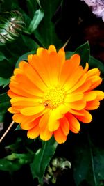 Close-up of insect on orange flower blooming outdoors