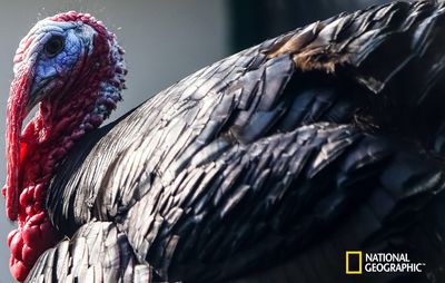 Close-up of bird