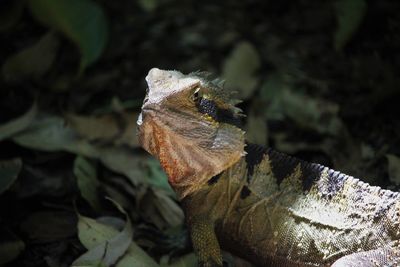 Close-up of lizard on rock