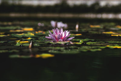 Lotus water lily in pond